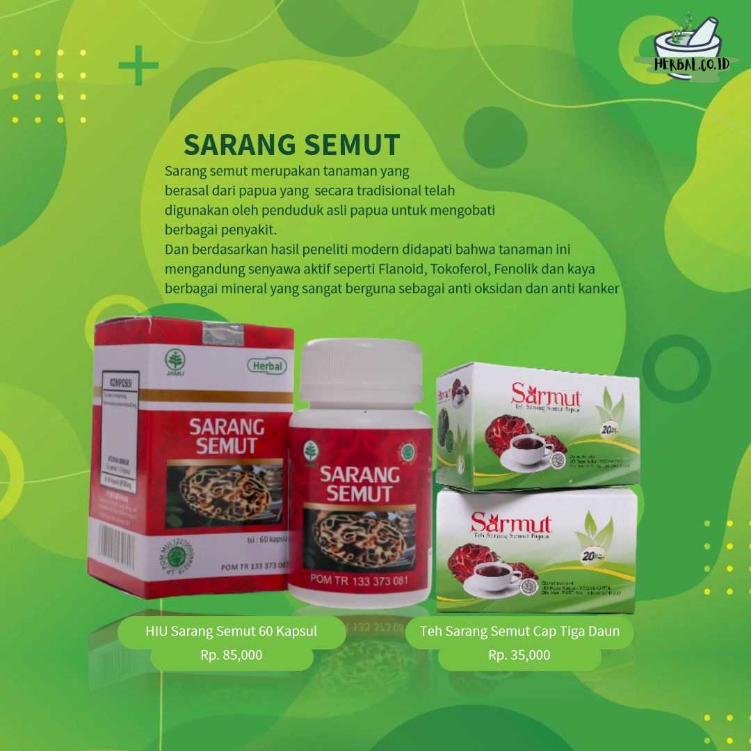 Sarang Semut Sarang Semut